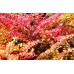 Берберис ( Berberis thunbergii Aurea)